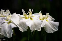 ホワイト花菖蒲