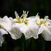 ホワイト花菖蒲