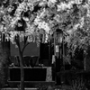 2018_桜26