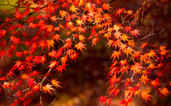 昇仙峡の紅葉⑨