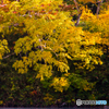 地獄沼の紅葉Ⅱ