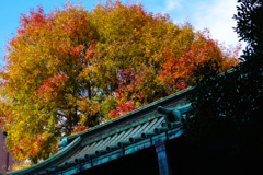 湯島聖堂
