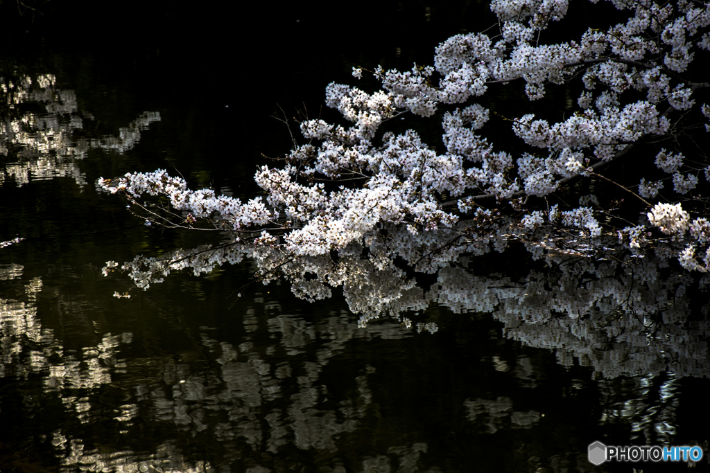2018_桜23