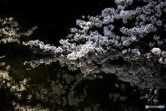 2018_桜23