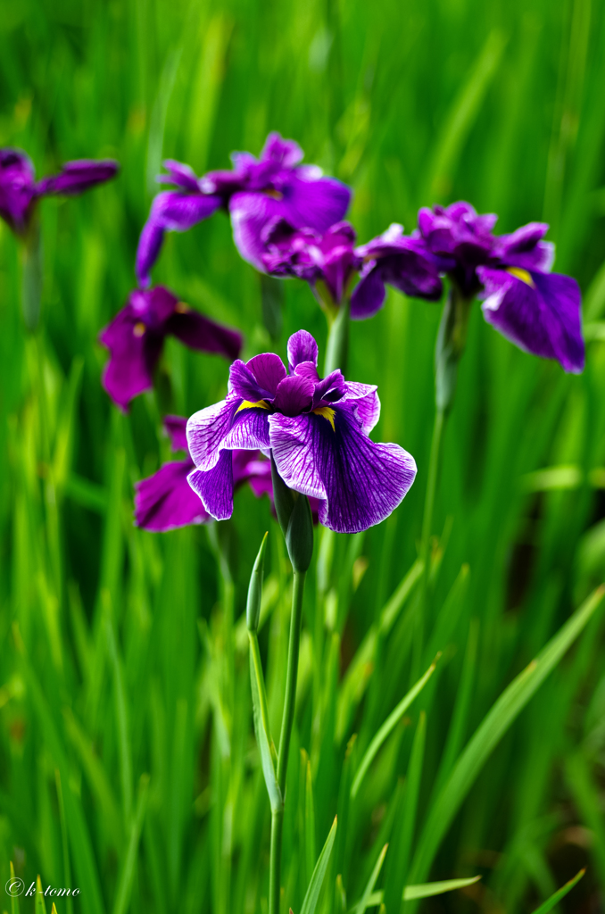 小石川菖蒲④