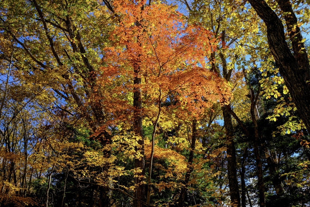 紅の中で