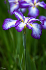 小石川の菖蒲