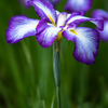 小石川の菖蒲