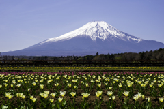 250427_富士山5