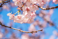 桜の季節②