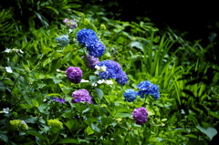 紫陽花3