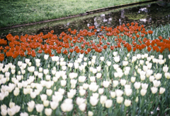 250420_公園のチューリップ⑤
