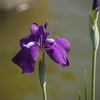 菖蒲