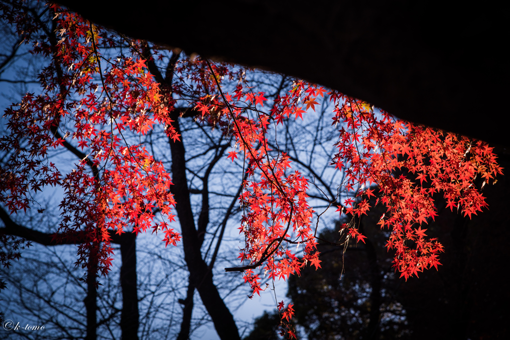 上野の紅葉⑤