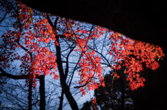 上野の紅葉⑤