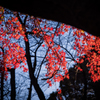 上野の紅葉⑤