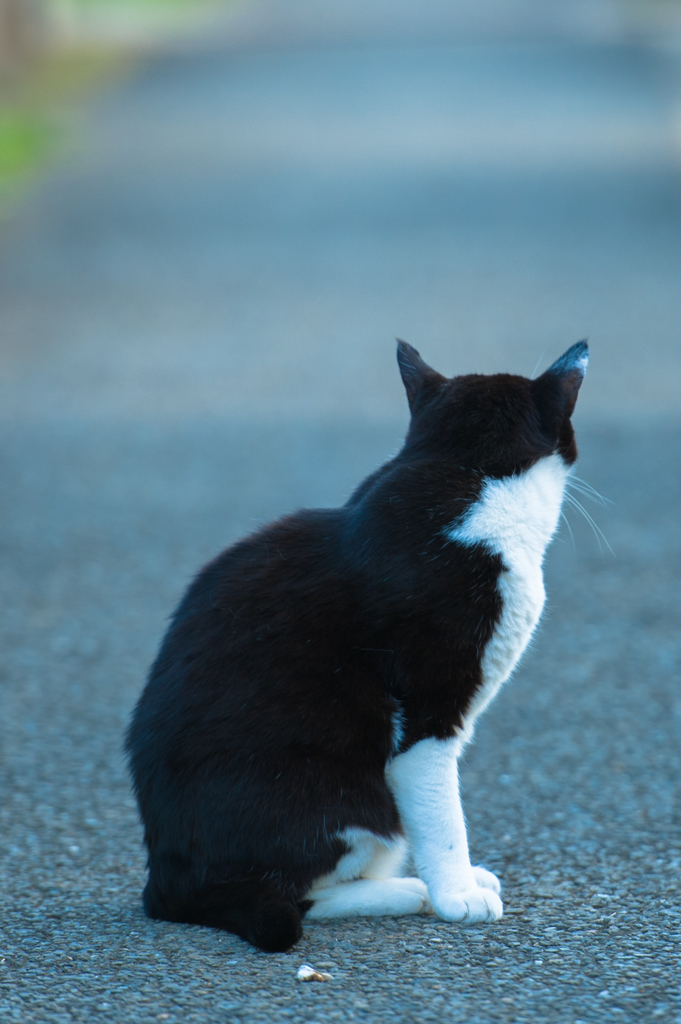 我が輩は猫である①