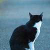 我が輩は猫である①