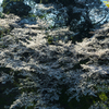 桜模様