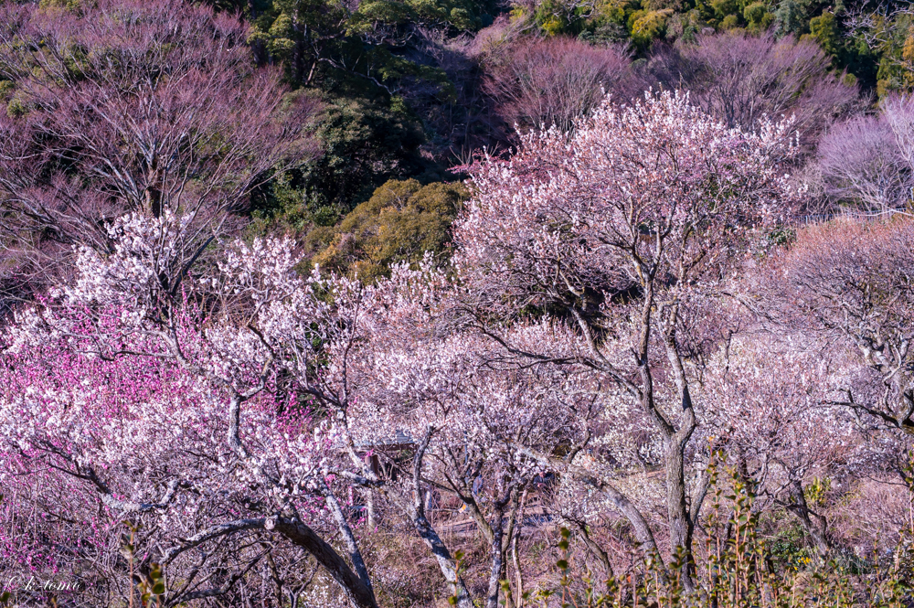 梅園