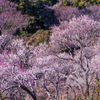 梅園