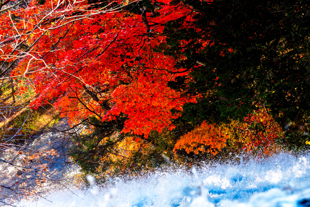 滝の上の紅葉