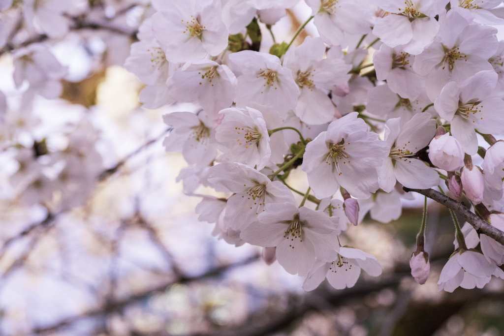 千鳥ヶ淵の桜