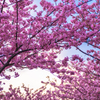 2015_河津桜①