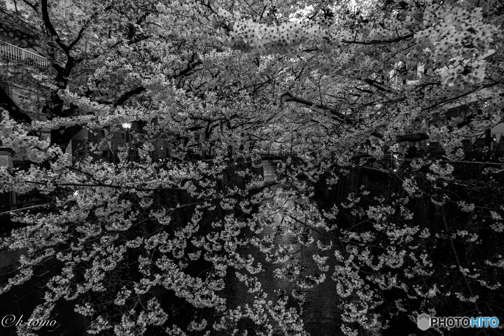 2017目黒川の桜①