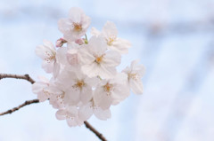2014sakura2