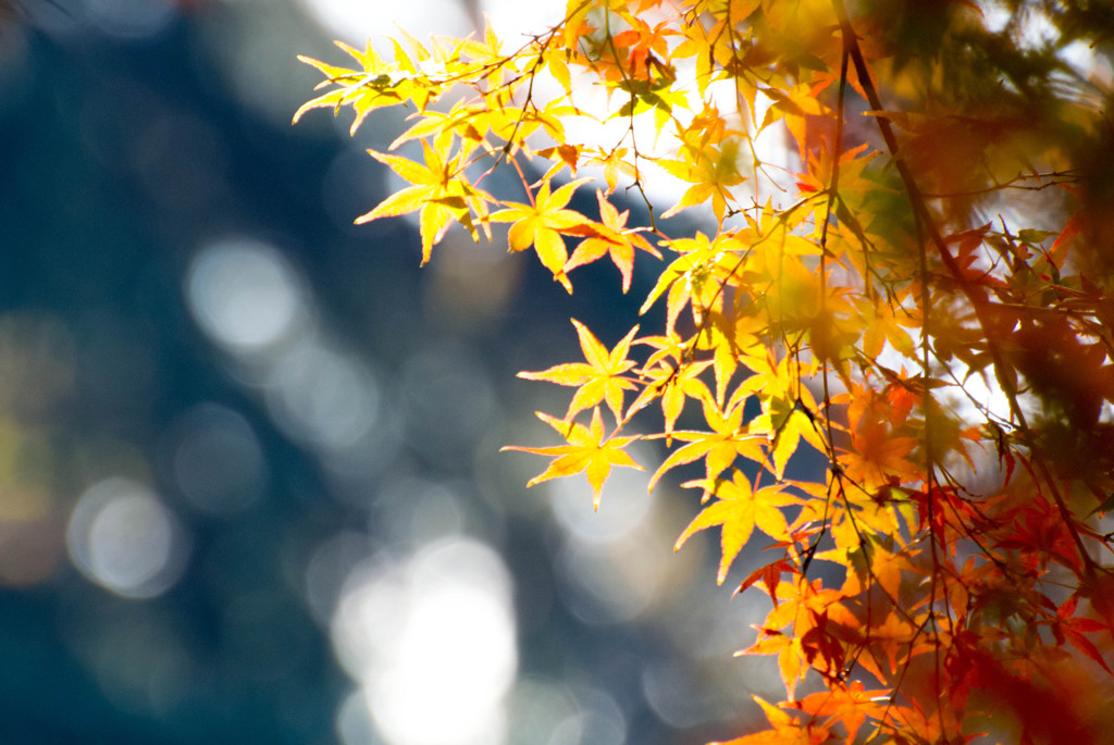 紅葉最終局面5