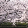 2018_桜24