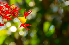 紅葉最終局面1