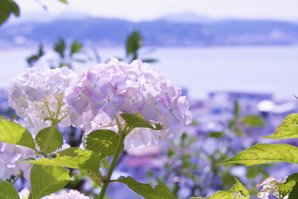 長谷の紫陽花