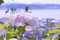 長谷の紫陽花