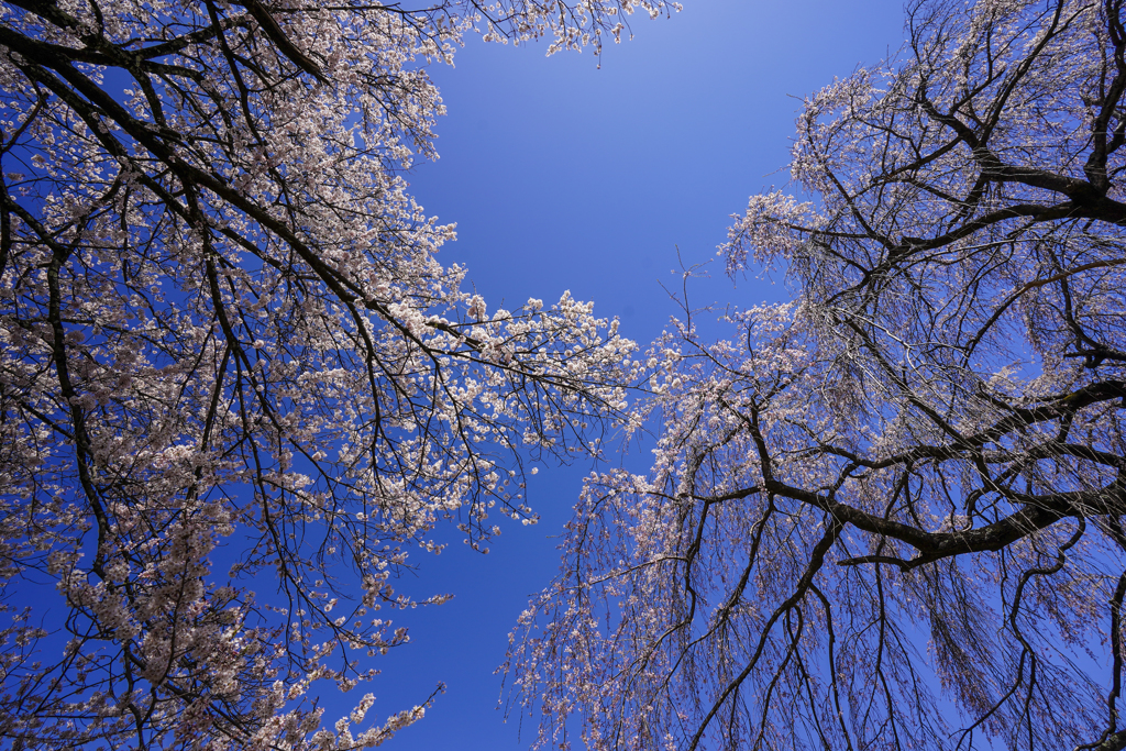 桜花の空を見上げて