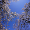 桜花の空を見上げて