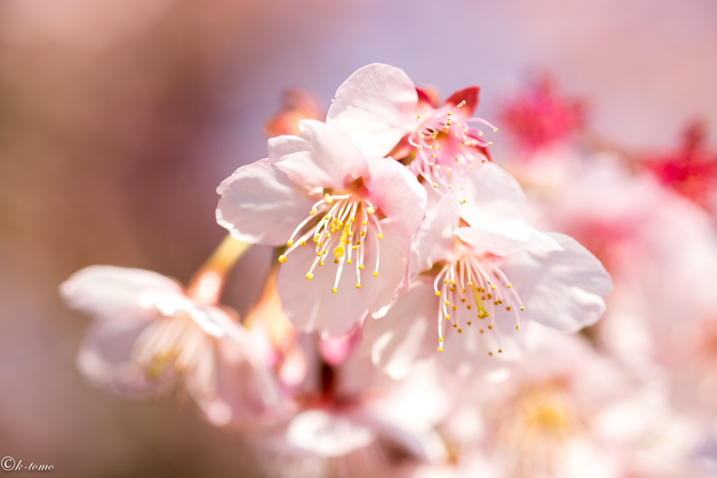 桜の季節③