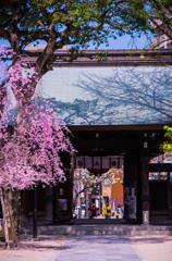 櫛田神社にて①