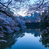2014sakura9_千鳥ヶ淵