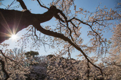 2014sakura15_千鳥ヶ淵
