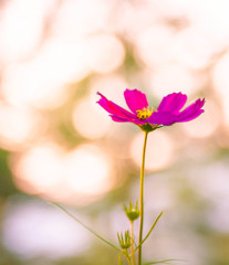 ８月の秋桜