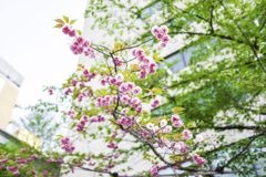 250419_新宿散歩
