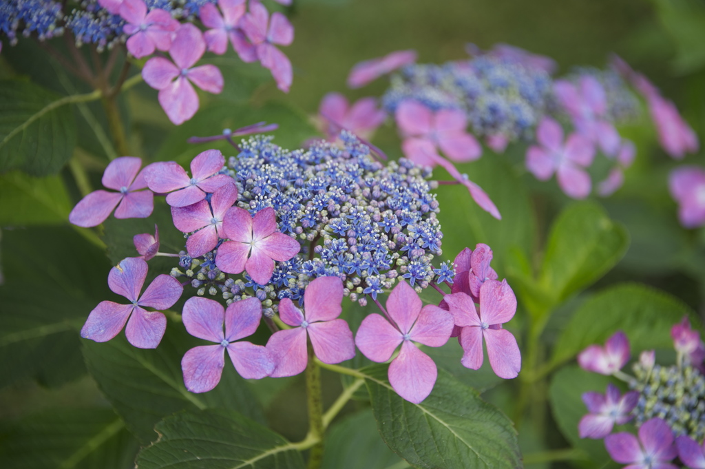 紫陽花１