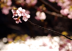 河津桜４