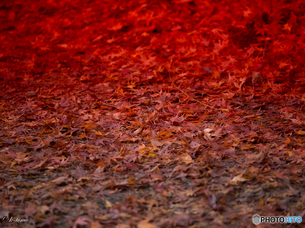 紅葉の絨毯