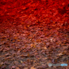 紅葉の絨毯