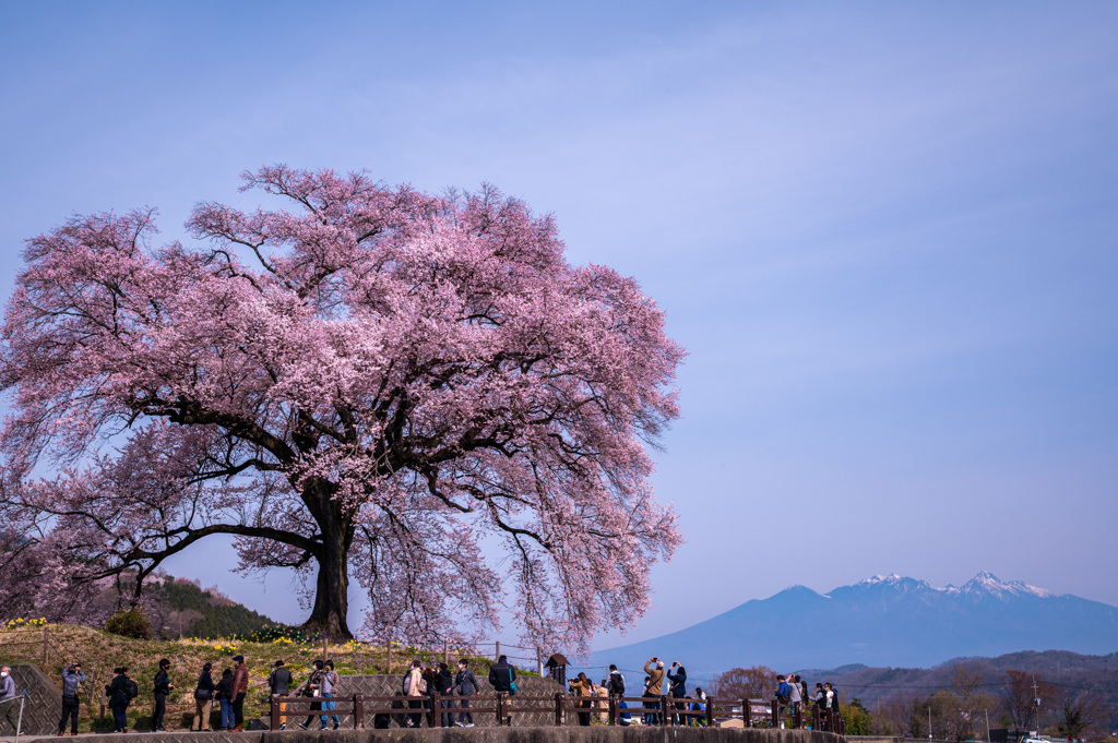 桜と八ヶ岳