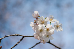 2014sakura5