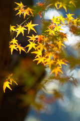 紅葉最終局面4